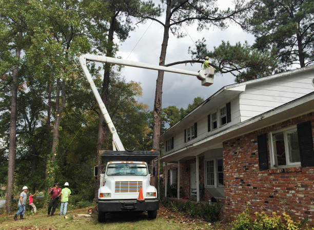 Best Hazardous Tree Removal  in Del Norte, CO