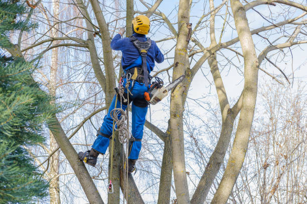 How Our Tree Care Process Works  in  Del Norte, CO